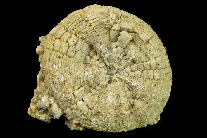 Fossil Sand Dollar (Astrodapsis) on Sandstone - California #156321